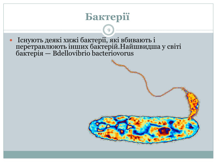Бактерії 9 Існують деякі хижі бактерії, які вбивають і перетравлюють інших бактерій. Найшвидша у світі бактерія — Bdellovibrio bacteriovorus. БДЕЛЛОВИБРИО БАКТЕРИОВОРУС хижак, пожирає інші мікроорганізми шляхом впровадження в них. За секунду він долає відстань, рівну приблизно 100 власних розмірів.