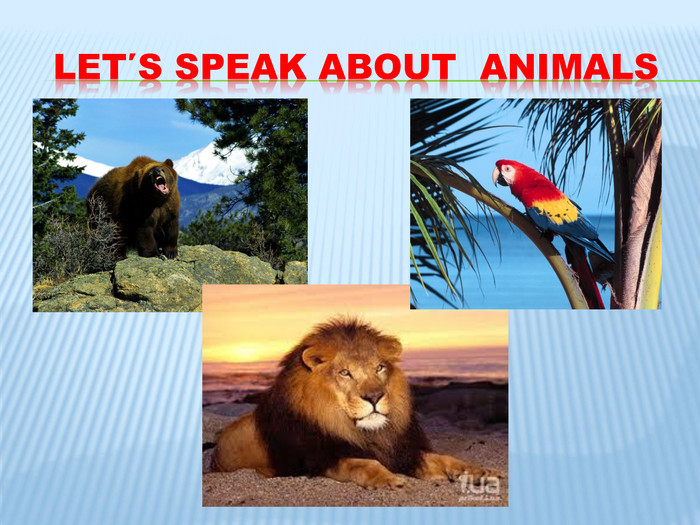 Let′s speak about animals