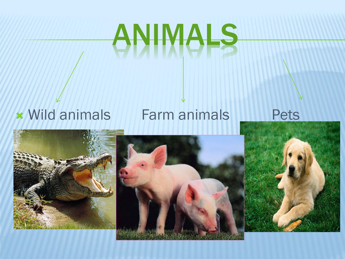 Animals. Wild animals Farm animals Pets