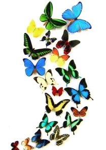 http://images2.fanpop.com/images/photos/4000000/Butterfly-poster-butterflies-4088466-344-511.jpg