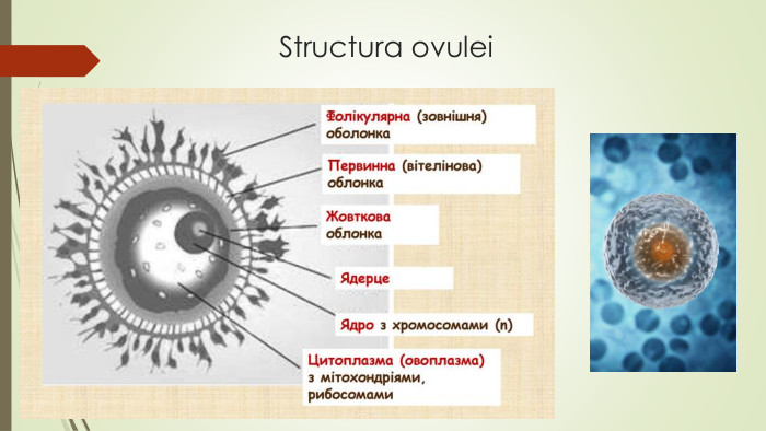 Structura ovulei