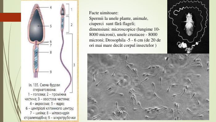 Facte uimitoare: Spermii la unele plante, animale, ciuperci sunt fără flageli;dimensiuni: microscopice (lungime 10-8000 microni), unele crustacee - 8000 microni; Drosophila -5 - 6 cm (de 20 de ori mai mare decât corpul insectelor )
