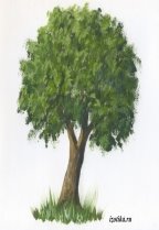 Картинки по запросу картинка дерева