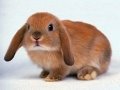 Картинки по запросу фото кролика