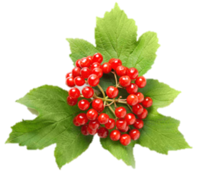 http://edaplus.info/food_pictures/guelder_rose.jpg