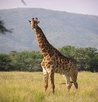 275px-Giraffe_standing