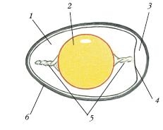 Рисунок куриного яйца биология 7 класс
