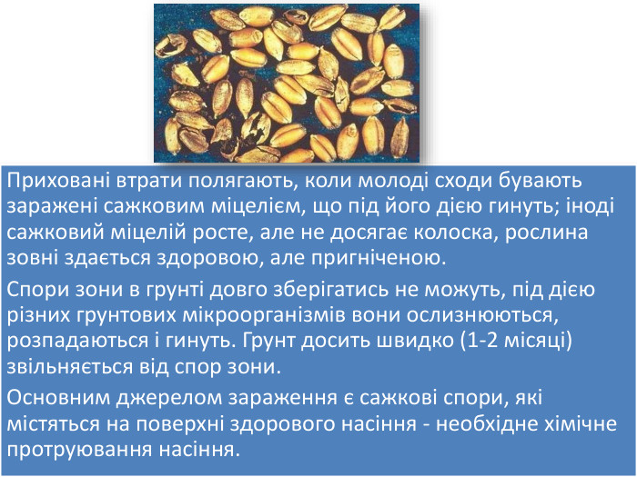 При­ховані втрати полягають, коли молоді сходи бувають заражені сажковим міцелієм, що під його дією гинуть; іноді сажковий міцелій росте, але не досягає колоска, рослина зовні здається здоровою, але пригніченою. Спори зони в грунті довго зберігатись не можуть, під дією різних грунтових мікроорганізмів вони ослизнюються, розпа­даються і гинуть. Грунт досить швидко (1-2 мі­сяці) звільняється від спор зони. Основним джерелом зараження є сажкові спори, які містяться на поверхні здорового насіння - необхідне хімічне протруювання насіння.