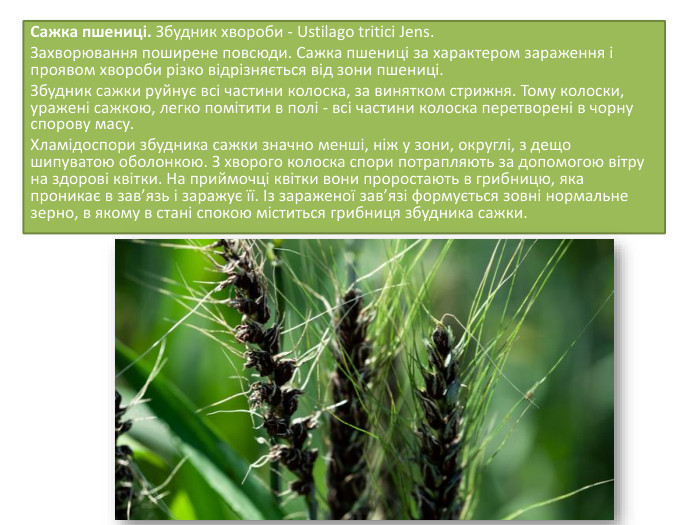 Сажка пшениці. Збудник хвороби - Ustilago tritici Jens. За­хворювання поширене повсюди. Сажка пшениці за характером зараження і проявом хвороби різко відрізняється від зони пше­ниці. Збудник сажки руйнує всі частини колоска, за винятком стрижня. Тому колоски, уражені сажкою, легко помітити в полі - всі частини колоска перетво­рені в чорну спорову масу. Хламідоспори збудника сажки знач­но менші, ніж у зони, округлі, з дещо шипуватою оболонкою. З хворого колоска спори потрап­ляють за допомогою вітру на здорові квітки. На приймочці квітки вони проростають в гриб­ницю, яка проникає в зав’язь і заражує її. Із зара­женої зав’язі формується зовні нормальне зерно, в якому в стані спокою міститься грибниця збуд­ника сажки.