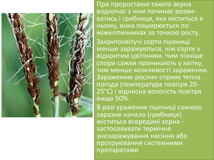 При проростанні такого зерна водночас з ним починає розви­ватись і грибниця, яка міститься в ньому, вона поши­рюється по міжклітинниках за точкою росту. Закритоквітучі сорти пше­ниці менше заражуються, ніж сорти з відкритим цвітінням. Чим пізніше спори сажки прони­кають у квітку, тим менше мож­ливості зараження. Зараженню рослин сприяє тепла погода (темпе­ратура повітря 20-25°С) і відносна вологість повітря вище 50%. В разі ураження пшениці сажкою заразне начало (грибниця) міститься всередині зерна - застосовувати термічне знезаражування насіння або протруювання системними препаратами 