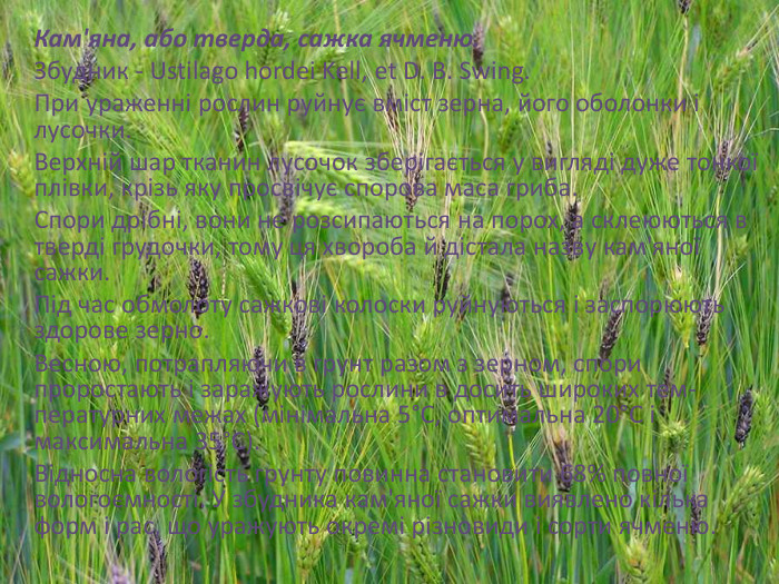 Кам'яна, або тверда, сажка ячменю. Збудник - Ustilago hordei Kell, et D. B. Swing. При ураженні рослин руйнує вміст зерна, його оболонки і лусочки. Верхній шар тканин лусочок збері­гається у вигляді дуже тонкої плівки, крізь яку просвічує спорова маса гриба. Спори дрібні, вони не розсипаються на порох, а склею­ються в тверді грудочки, тому ця хвороба й дістала назву кам'яної сажки. Під час обмолоту сажкові колоски руйнуються і заспорюють здорове зерно. Весною, потрапляючи в грунт разом з зерном, спори проростають і заражують рослини в досить широких тем­пературних межах (мінімальна 5°С, оптимальна 20°С і максимальна 35°С). Відносна вологість грунту повинна становити 68% повної вологоємності. У збудника кам'яної сажки виявлено кілька форм і рас, що уражують окремі різновиди і сорти ячменю.