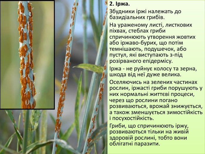 2. Іржа. Збудники іржі належать до базидіальних грибів. На ураженому листі, листкових піхвах, стеблах гриби спричинюють утворення жовтих або іржаво-бурих, що потім темнішають, поду­шечок, або пустул, які виступають з-під розірваного епідермісу.Іржа - не руйнує колосу та зерна, шкода від неї дуже велика. Оселяючись на зелених частинах рослин, іржасті гриби порушують у них нормальні життєві процеси, через що рослини погано розвиваються, врожай знижується, а також зменшується зимостійкість і посухостійкість. Гриби, що спричинюють іржу, розвиваються тільки на живій здоровій рослині, тобто вони облігатні паразити.