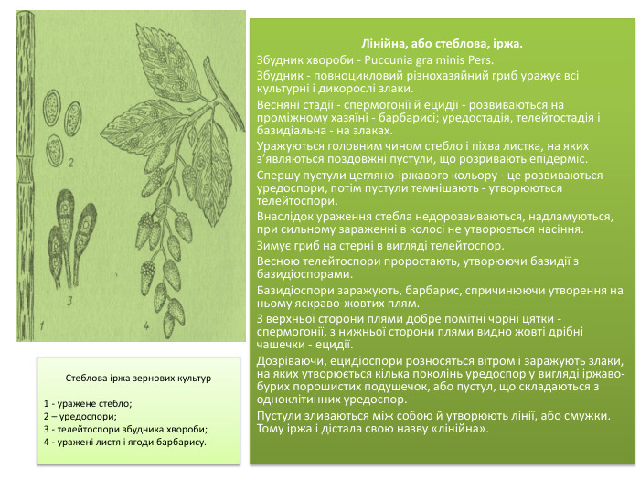 Лінійна, або стеблова, іржа. Збудник хвороби - Puccunia gra minis Pers. Збудник - повноцикловий різнохазяйний гриб уражує всі культурні і дикорослі злаки. Весняні ста­дії - спермогонії й ецидії - розвиваються на проміжному хазяїні - барбарисі; уредостадія, телейтостадія і базидіальна - на злаках. Уражуються головним чином стебло і піхва ли­стка, на яких з’являються поздовжні пустули, що розривають епідерміс. Спершу пустули цегляно-іржавого кольору - це роз­виваються уредоспори, потім пустули темнішають - утворюються телейтоспори. Внаслідок ураження стебла недорозвиваються, над­ламуються, при сильному зараженні в колосі не утворюється на­сіння. Зимує гриб на стерні в вигляді телейтоспор. Весною телей­тоспори проростають, утворюючи базидії з базидіоспорами. Базидіоспори заражують, барбарис, спричинюючи утворення на ньому яскраво-жовтих плям. З верхньої сторони плями добре помітні чорні цятки - спермогонії, з нижньої сторони плями видно жовті дрібні чашечки - ецидії. Дозріваючи, ецидіоспори розносяться вітром і заражують злаки, на яких утворюється кілька поколінь уредоспор у вигляді іржаво-бурих порошистих подушечок, або пустул, що складаються з одноклітинних уредоспор. Пустули зливаються між собою й утворюють лінії, або смужки. Тому іржа і дістала свою назву «лінійна». Стеблова ір­жа зернових культур1 - уражене стебло; 2 – уредоспори;3 - телейто­спори збудника хвороби;4 - уражені листя і ягоди барбарису.