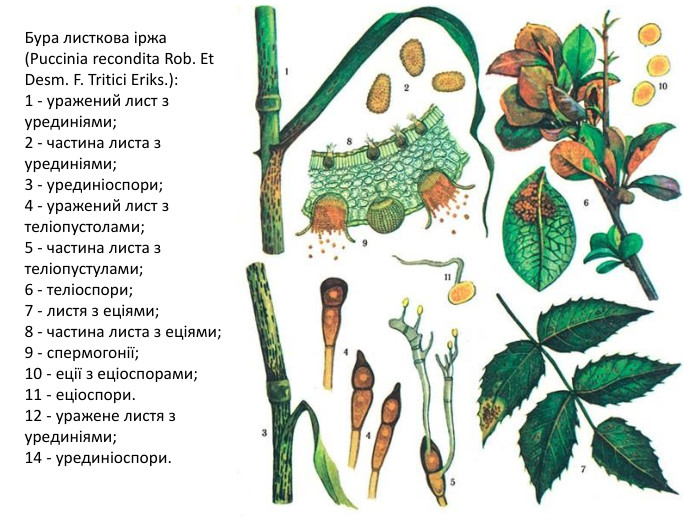 Бура листкова іржа (Puccinia recondita Rob. Et Desm. F. Tritici Eriks.):1 - уражений лист з урединіями; 2 - частина листа з урединіями; 3 - урединіоспори; 4 - уражений лист з теліопустолами; 5 - частина листа з теліопустулами; 6 - теліоспори; 7 - листя з еціями; 8 - частина листа з еціями; 9 - спермогонії; 10 - еції з еціоспорами; 11 - еціоспори.12 - уражене листя з урединіями; 14 - урединіоспори.