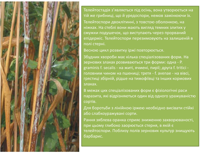 Телейтостадія з’являється під осінь, вона утворюється на тій же грибниці, що й уредоспори, немов замінюючи їх. Телейтоспори двоклітинні, з товстою оболонкою, на ніжках. На стеблі вони мають вигляд темних злитих у смужки подушечок, що виступають через прорваний епідерміс. Телейтоспори перезимовують на за­лишеній в полі стерні. Весною цикл розвитку іржі повторюється. Збудник хвороби має кілька спеціалізованих форм. На зернових злаках розвиваються три форми: одна - P. graminis f. secalis - на житі, ячмені, пи­рії; друга f. tritici - головним чином на пшениці; третя - f. avenae - на вівсі, грястиці збірній, рідше на тимофіївці та інших кормових злаках. В межах цих спеціалізованих форм є фізіологічні раси паразита, які відрізняються один від одного уражуваністю сортів. Для боротьби з лінійною іржею необхідно висівати стійкі або слабкоуражувані сорти. Рання зяблева оранка сприяє зниженню захворюваності, при цьому глибоко заорюється стерня, в якій є телейтоспори. По­близу полів зернових культур знищують барбарис.