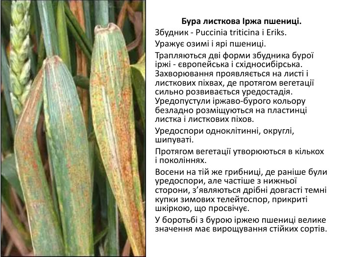 Бура листкова Іржа пшениці. Збудник - Puccinia triticina і Eriks. Уражує озимі і ярі пшениці. Трапляються дві форми збудника бурої іржі - європейська і східносибірська. Захворювання проявляється на листі і листкових піхвах, де протягом вегетації сильно розвивається уредостадія. Уредопустули іржаво-бурого кольору безладно розміщуються на пластинці листка і листкових піхов. Уредоспори одноклітинні, округлі, шипуваті. Протягом вегетації утворюються в кількох і поколіннях. Восени на тій же грибниці, де раніше були уредоспори, але частіше з нижньої сторони, з’являються дрібні довгасті темні купки зимових телейтоспор, прикриті шкіркою, що просвічує. У боротьбі з бурою іржею пшениці велике значення має виро­щування стійких сортів. 