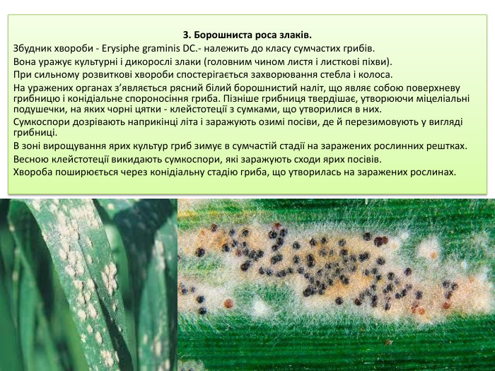 3. Борошниста роса злаків. Збудник хвороби - Erysiphe graminis DC.- належить до класу сумчастих грибів. Вона уражує культурні і дикорослі злаки (головним чином листя і лист­кові піхви). При сильному розвиткові хвороби спостерігається захворювання стебла і колоса. На уражених органах з’являється рясний білий борошнистий наліт, що являє собою поверхневу грибницю і конідіальне спороносіння гриба. Пізніше грибниця твердішає, утворюючи міцеліальні подушечки, на яких чорні цятки - клейстотеції з сумками, що утворилися в них. Сумкоспори дозрівають наприкінці літа і заражують озимі посіви, де й перезимовують у вигляді грибниці. В зоні вирощу­вання ярих культур гриб зимує в сумчастій стадії на заражених рослинних рештках. Весною клейстотеції викидають сумкоспори, які заражують сходи ярих посівів. Хвороба поширюється через конідіальну стадію гриба, що утворилась на заражених рослинах.