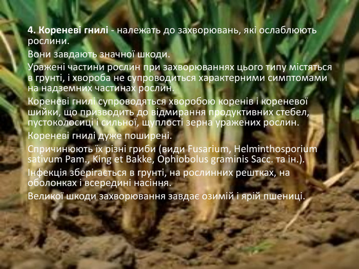 4. Кореневі гнилі - належать до захворювань, які ослаблюють рослини. Вони завдають значної шкоди. Уражені частини рослин при за­хворюваннях цього типу містяться в грунті, і хвороба не супро­водиться характерними симптомами на надземних частинах рос­лин. Кореневі гни­лі супроводяться хворобою коренів і кореневої шийки, що призводить до відмирання продуктивних стебел, пустоколосиці і сильної, щуп­лості зерна уражених рослин. Кореневі гнилі дуже поширені. Спри­чинюють їх різні гриби (види Fusarium, Helminthosporium sativum Pam., King et Bakke, Ophiobolus graminis Sacc. та ін.).Інфекція зберігається в грунті, на рослинних рештках, на оболонках і всередині насіння. Великої шкоди захворювання завдає озимій і ярій пшениці.