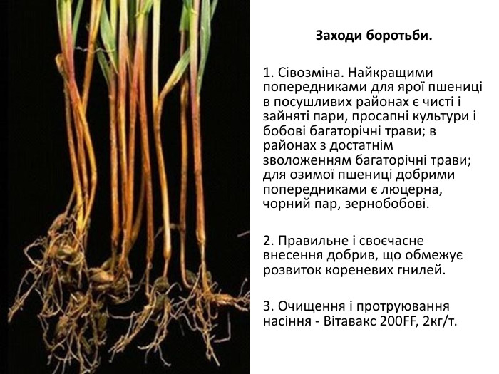 Заходи боротьби.1. Сівозміна. Най­кращими попередниками для ярої пшениці в посушливих районах є чисті і зайняті пари, просапні культури і бобові багаторічні трави; в районах з достатнім зволоженням багаторічні трави; для озимої пшениці добрими попередниками є люцерна, чорний пар, зернобобові. 2. Правильне і своєчасне внесення добрив, що обмежує розвиток кореневих гнилей. 3. Очищення і протруювання насіння - Вітавакс 200 FF, 2кг/т. 