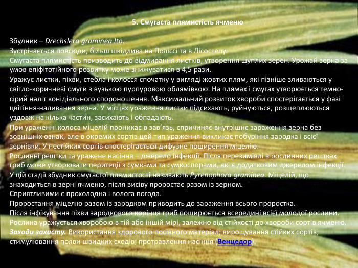  5. Смугаста плямистість ячменю Збудник – Drechslera graminea Ito. Зустрічається повсюди, більш шкідлива на Поліссі та в Лісостепу. Смугаста плямистість призводить до відмирання листків, утворення щуплих зерен. Урожай зерна за умов епіфітотійного розвитку може знижуватися в 4,5 рази. Уражує листки, піхви, стебла і колосся спочатку у вигляді жовтих плям, які пізніше зливаються у світло-коричневі смуги з вузькою пурпуровою облямівкою. На плямах і смугах утворюється темно-сірий наліт конідіального спороношення. Максимальний розвиток хвороби спостерігається у фазі цвітіння-наливання зерна. У місцях ураження листки підсихають, руйнуються, розщеплюються уздовж на кілька частин, засихають і обпадають. При ураженні колоса міцелій проникає в зав’язь, спричиняє внутрішнє зараження зерна без зовнішніх ознак, але в окремих сортів цей тип ураження викликає побуріння зародка і всієї зернівки. У нестійких сортів спостерігається дифузне поширення міцелію. Рослинні рештки та уражене насіння – джерело інфекції. Після перезимівлі в рослинних рештках гриб може утворювати перитеції з сумками та сумкоспорами, які є додатковим джерелом інфекції. У цій стадії збудник смугастої плямистості називають Pyrenophora graminea. Міцелій, що знаходиться в зерні ячменю, після висіву проростає разом із зерном. Сприятливими є прохолодна і волога погода. Проростання міцелію разом із зародком приводить до зараження всього проростка. Після інфікування піхви зародкового корінця гриб поширюється всередині всієї молодої рослини. Рослина уражується хворобою в тій або іншій мірі, залежно від стійкості до хвороби сортів ячменю. Заходи захисту. Використання здорового посівного матеріал; вирощування стійких сортів; стимулювання появи швидких сходів; протравлення насіння (Венцедор).