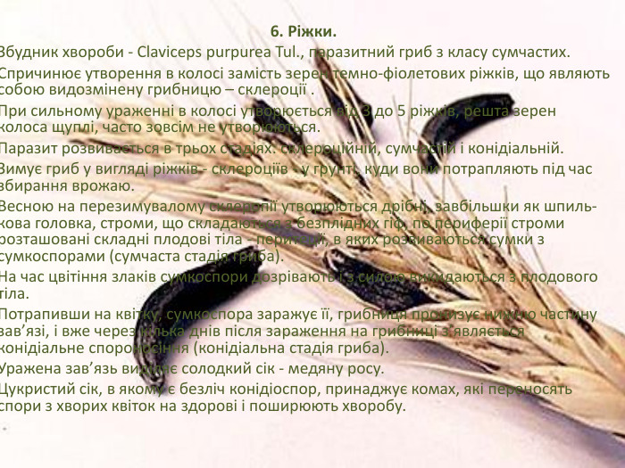 6. Ріжки. Збудник хвороби - Claviceps purpurea Tul., паразит­ний гриб з класу сумчастих. Спричинює утворення в колосі за­мість зерен темно-фіолетових ріжків, що являють собою видозмі­нену грибницю – склероції .	При сильному ураженні в колосі утворюється від 3 до 5 ріж­ків, решта зерен колоса щуплі, часто зовсім не утворюються. Паразит розвивається в трьох стадіях: склероційній, сумчастій і конідіальній. Зимує гриб у вигляді ріжків - склероціїв - у грунті, куди вони потрапляють під час збирання врожаю. Весною на перезимувалому склеропії утворюються дрібні, завбільшки як шпиль­кова головка, строми, що складаються з безплідних гіф, по пери­ферії строми розташовані складні плодові тіла - перитеції, в яких розвиваються сумки з сумкоспорами (сумчаста стадія гриба). На час цвітіння злаків сумкоспори дозрівають і з силою викидаються з плодового тіла. Потрапивши на квітку, сумкоспора заражує її, грибниця пронизує нижню частину зав’язі, і вже через кілька днів після зараження на грибниці з’являється конідіальне спороносіння (конідіальна стадія гриба). Уражена зав’язь виділяє солодкий сік - медяну росу. Цукристий сік, в якому є безліч конідіоспор, принаджує комах, які переносять спори з хво­рих квіток на здорові і поширюють хворобу.