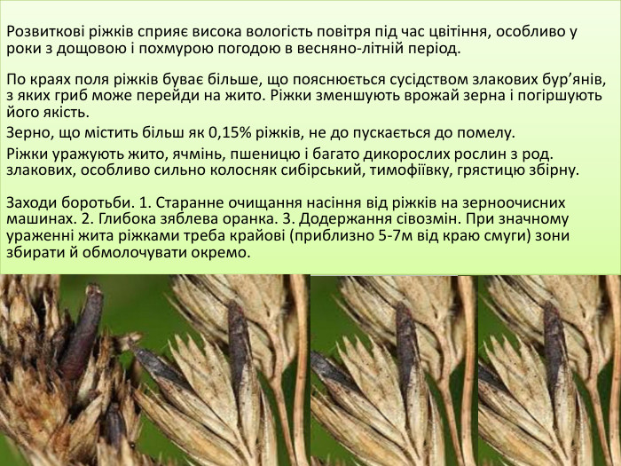 Розвиткові ріжків сприяє висока вологість повітря під час цвітіння, особливо у роки з дощовою і похмурою погодою в весняно-літній період. По краях поля ріжків буває більше, що пояснюється сусідством злакових бур’янів, з яких гриб може перейди на жито. Ріжки зменшують врожай зерна і погіршують його якість. Зерно, що містить більш як 0,15% ріжків, не до пускається до помелу. Ріжки уражують жито, ячмінь, пшеницю і багато дикорослих рослин з род. злакових, особливо сильно колосняк сибірський, тимофіївку, грястицю збірну.	Заходи боротьби. 1. Старанне очищання насіння від ріжків на зерноочисних машинах. 2. Глибока зяблева оранка. 3. Додержання сівозмін. При значному ураженні жита ріжками треба крайові (приблизно 5-7м від краю смуги) зони збирати й обмолочувати окремо. 