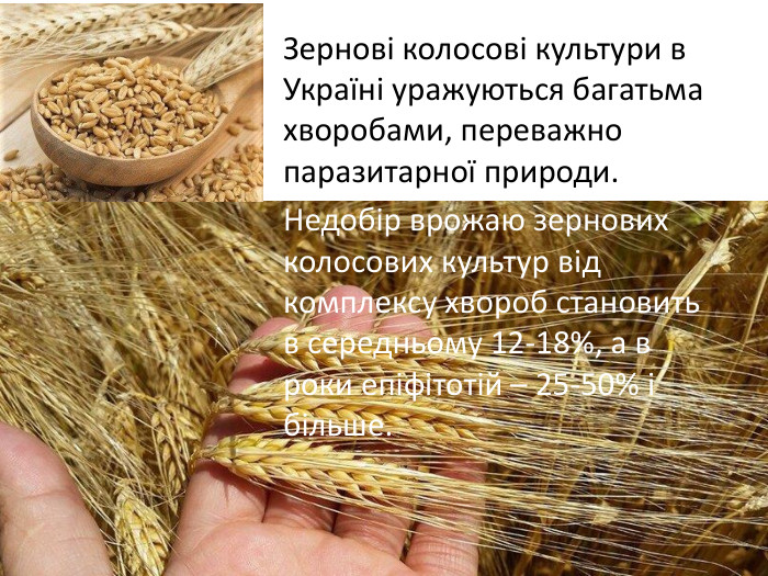Зернові колосові культури в Україні уражуються багатьма хворобами, переважно паразитарної природи. Недобір врожаю зернових колосових культур від комплексу хвороб становить в середньому 12-18%, а в роки епіфітотій – 25-50% і більше. 