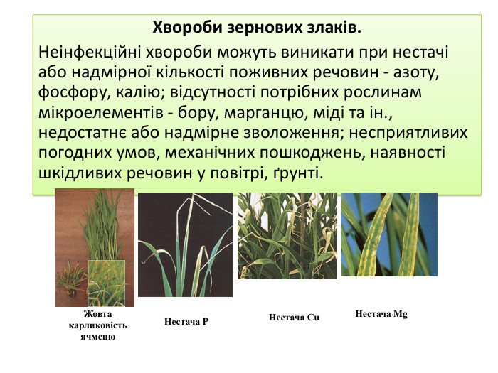Хвороби зернових злаків. Неінфекційні хвороби можуть виникати при нестачі або надмірної кількості поживних речовин - азоту, фосфору, калію; відсутності потрібних рослинам мікроелементів - бору, марганцю, міді та ін., недостатнє або надмірне зволоження; несприятливих погодних умов, механічних пошкоджень, наявності шкідливих речовин у повітрі, ґрунті. Нестача PЖовта карликовість ячменю. Нестача Mg. Нестача Сu