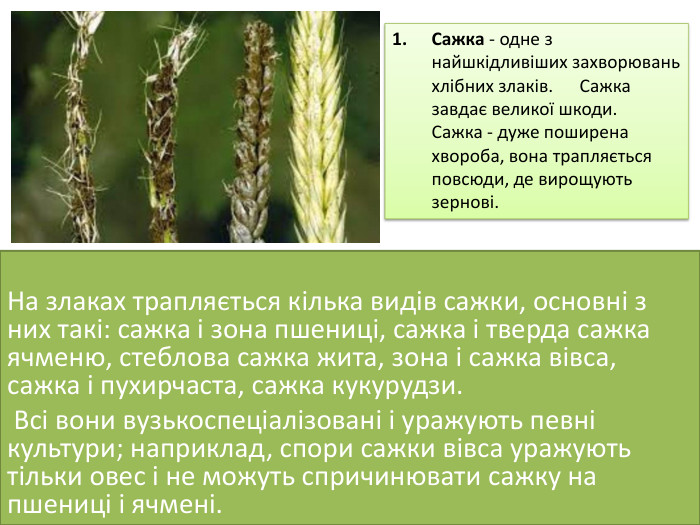 На злаках трапляється кілька видів сажки, основні з них такі: сажка і зона пшениці, сажка і тверда сажка ячменю, стеблова сажка жита, зона і сажка вівса, сажка і пухирчаста, сажка кукурудзи. Всі вони вузькоспеціалізовані і уражують певні культури; наприклад, спори сажки вівса уражують тільки овес і не можуть спричинювати сажку на пшениці і ячмені. Сажка - одне з найшкідливіших захворювань хлібних злаків. Сажка завдає великої шкоди. Сажка - дуже поширена хвороба, вона трапляється повсюди, де виро­щують зернові. 