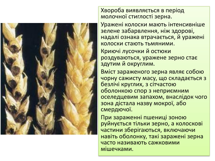 Хвороба виявляється в період молочної стиглості зерна. Ура­жені колоски мають інтенсивніше зелене забарвлення, ніж здо­рові, надалі ознака втрачається, й уражені колоски стають тьмяними. Криючі лусочки й остюки роздуваються, уражене зерно стає здутим й округлим. Вміст зараженого зерна являє собою чорну сажисту масу, що складається з безлічі круглих, з сітчастою оболонкою спор з неприємним оселедцевим запахом, внаслідок чого зона дістала назву мокрої, або смердючої. При зараженні пшениці зоною руйнується тільки зерно, а колоскові частини збе­рігаються, включаючи навіть оболонку, такі заражені зерна часто називають сажковими мішечками.