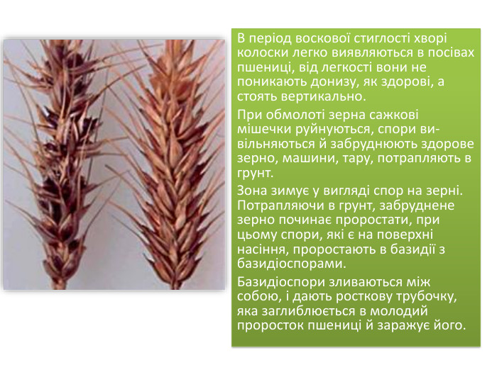 В період воскової стиглості хворі колоски легко виявляються в посівах пшениці, від легкості вони не поникають донизу, як здорові, а стоять вертикально. При обмолоті зерна сажкові мішечки руйнуються, спори ви­вільняються й забруднюють здорове зерно, машини, тару, потрап­ляють в грунт. Зона зимує у вигляді спор на зерні. Потрапляючи в грунт, за­бруднене зерно починає проростати, при цьому спори, які є на по­верхні насіння, проростають в ба­зидії з базидіоспорами. Базидіоспори зливаються між собою, і дають росткову трубочку, яка заглиблюється в молодий проросток пшениці й заражує його.