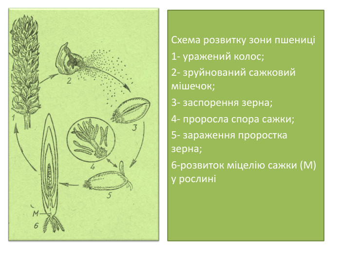 Схема розвитку зони пшениці1- уражений колос; 2- зруйнований сажковий мішечок; 3- заспорення зерна; 4- проросла спора сажки; 5- зараження проростка зерна; 6-розвиток міцелію сажки (М) у рослині