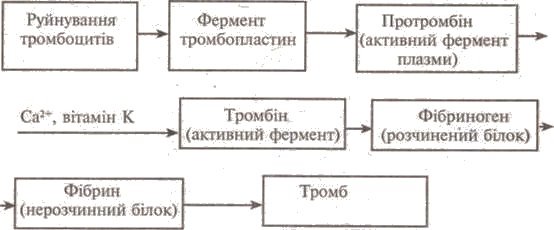 http://subject.com.ua/lesson/biology/9klas/9klas.files/image037.jpg