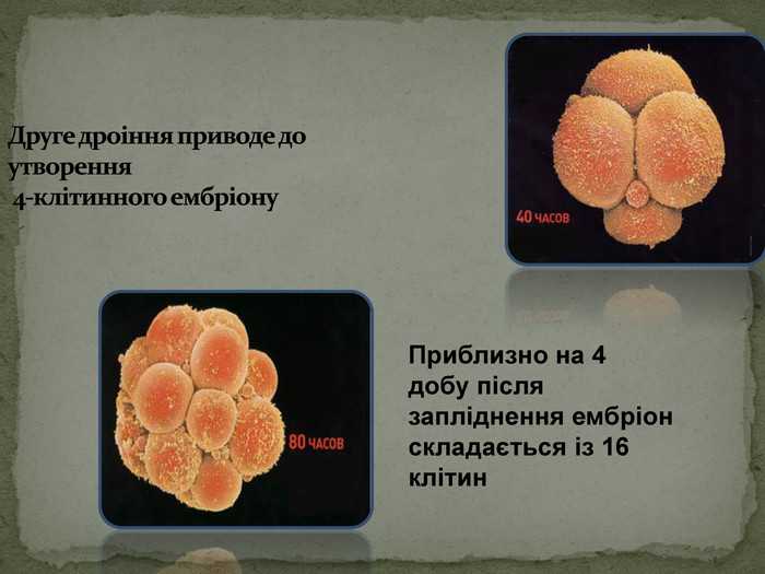 Приблизно на 4 добу після запліднення ембріон складається із 16 клітин 