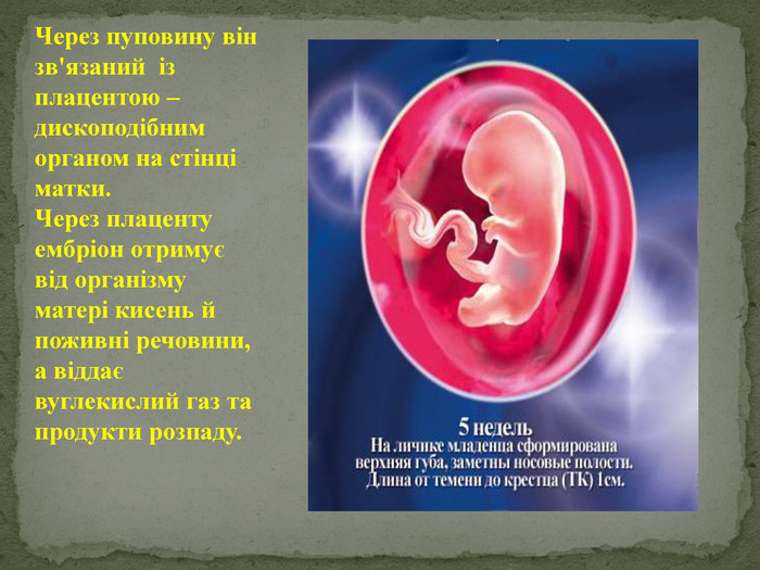 Через пуповину він зв'язаний  із  плацентою – дископодібним органом на стінці матки. Через плаценту ембріон отримує  від організму матері кисень й  поживні речовини, а віддає вуглекислий газ та продукти розпаду. 