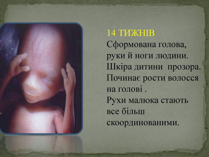   14 ТИЖНІВ Сформована голова, руки й ноги людини.  Шкіра дитини  прозора.  Починає рости волосся на голові . Рухи малюка стають все більш скоординованими. 