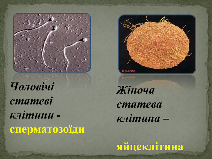 Чоловічі статеві клітини - сперматозоїди Жіноча статева клітина –   яйцеклітина 