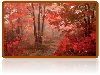Nature_Forest_Red_Autumn_forest_011599_.jpg