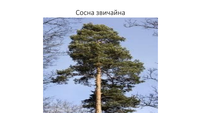 Сосна звичайна