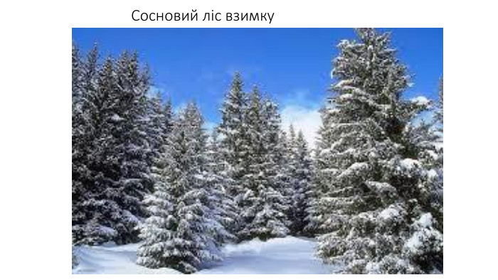 Сосновий ліс взимку