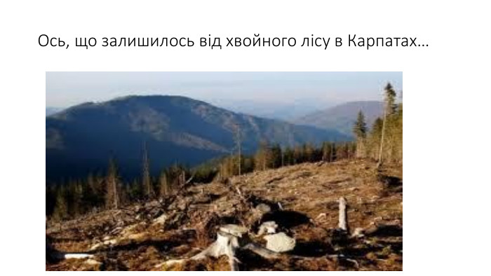 Ось, що залишилось від хвойного лісу в Карпатах…