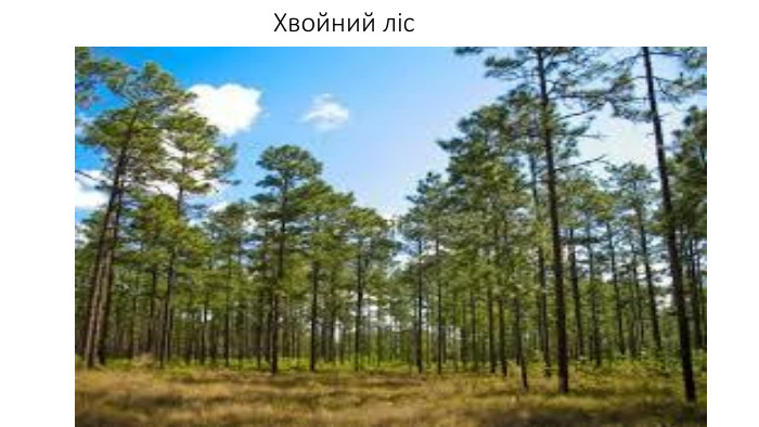 Хвойний ліс