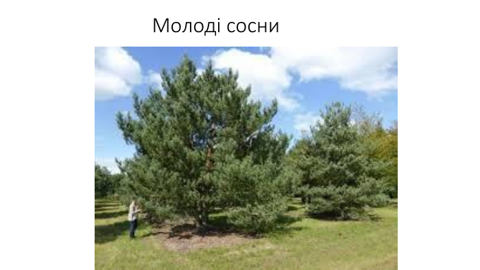 Молоді сосни