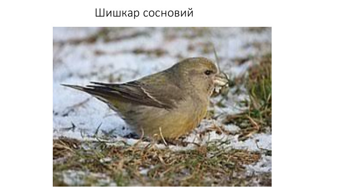 Шишкар сосновий