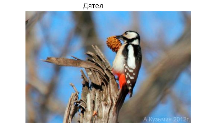 Дятел