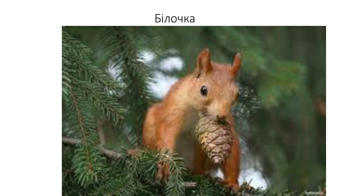 Білочка