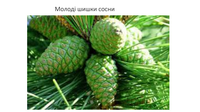 Молоді шишки сосни