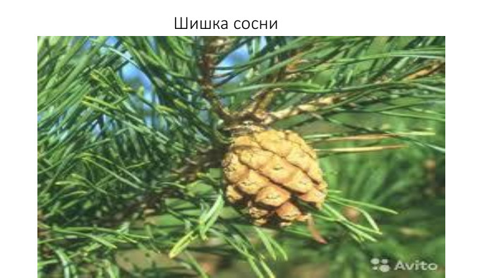 Шишка сосни