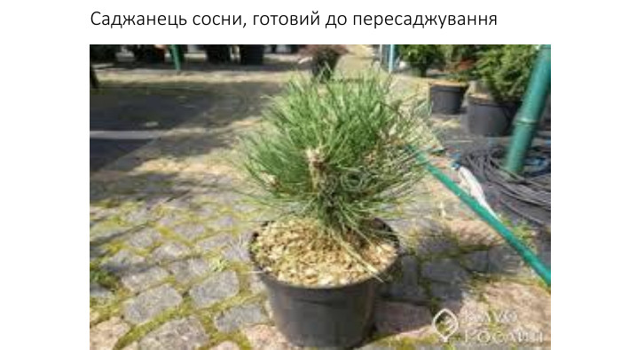 Саджанець сосни, готовий до пересаджування