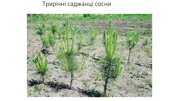 Трирічні саджанці сосни